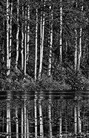 Reflection of trees in a lake, black and white.